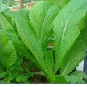 Meet your Posher, Nhi